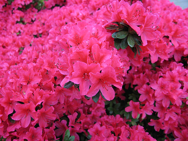 pink azalea - fsachs78 stockfoto's en -beelden