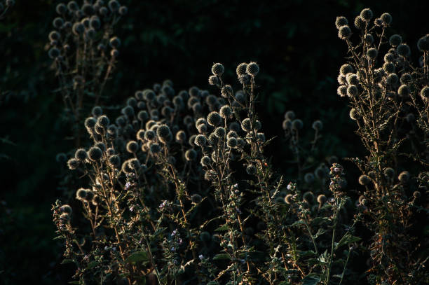 istock Wild flowers in the garden background 909245272