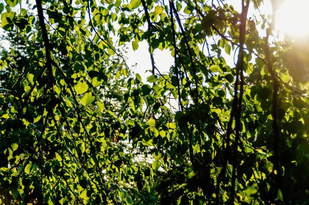 istock Fresh green sunny summertime background 909245438