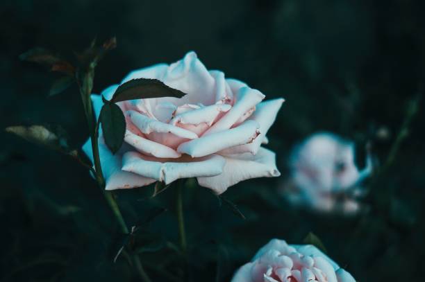 istock Amazing beautiful tender vintage white rose background 909245984