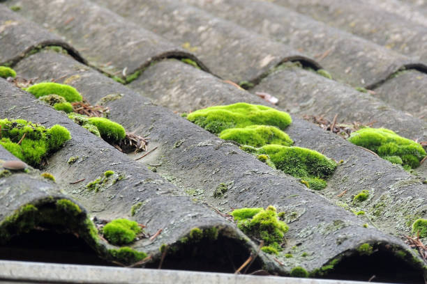 istock Beautiful moss and lichen covered stone. 909246606