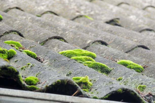 istock Beautiful moss and lichen covered stone. 909246614