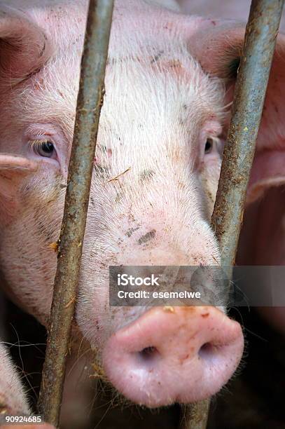 Świnia Na Rodzinne Gospodarstwo - zdjęcia stockowe i więcej obrazów Maszt - Maszt, Świnia, Klasyczny pomór świń