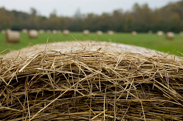 Closeup of a Hay Bale stock photo