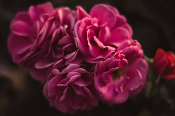 istock Amazing beautiful tender pink roses background 909249886