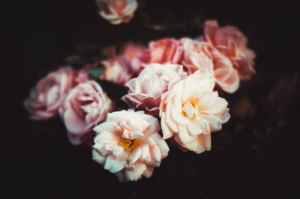 istock Amazing beautiful tender pink roses background 909250416