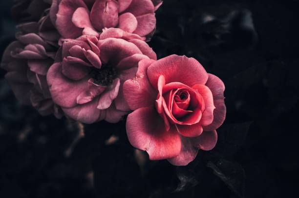 istock Amazing beautiful tender pink roses background 909250490