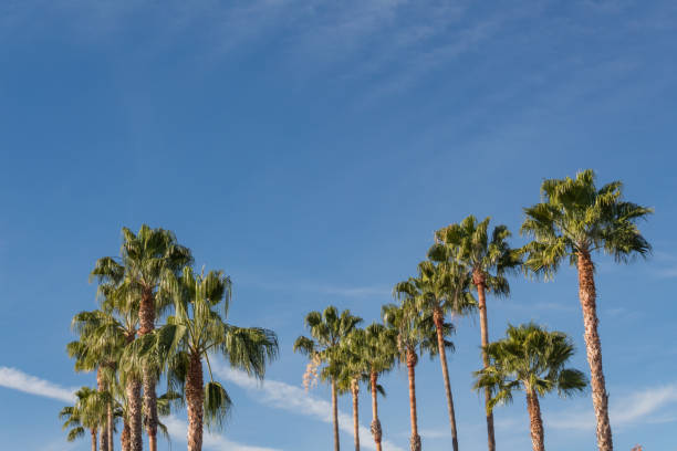 istock Background with numerous Washingtonia fan palm trees set against a bright blue sky 909250736