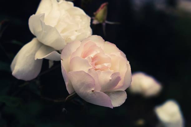 istock Amazing beautiful tender white roses background 909250814