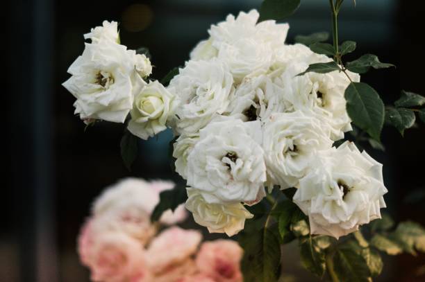 istock Amazing beautiful tender white roses background 909250838