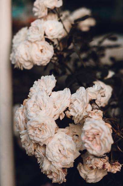 istock Amazing beautiful tender white roses background 909250860