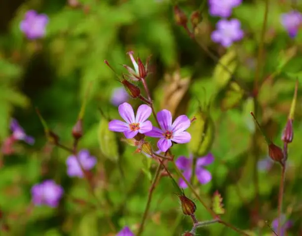 Close-up image of the pink flowered Herb-Robert.