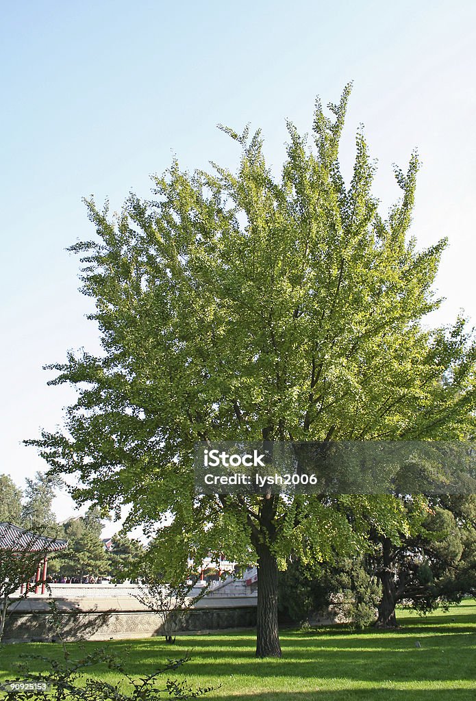 Gingkgo tree  Asia Stock Photo