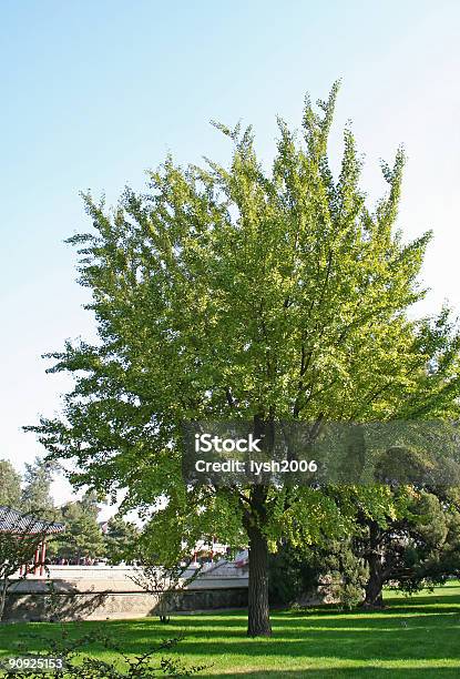 Gingkgo Tree Stock Photo - Download Image Now - Asia, China - East Asia, Color Image