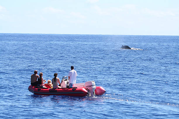 istock whale watching from an inflatable boat 90925311