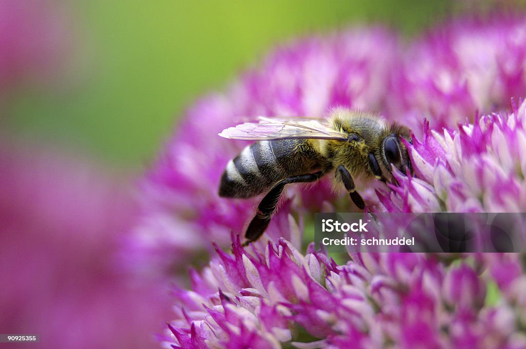 Honeybee on stonecrop  Bee Stock Photo