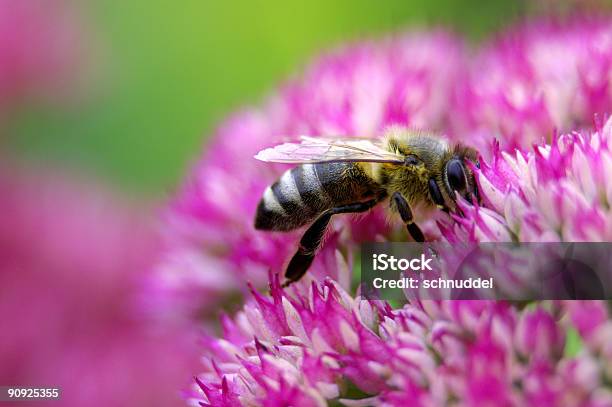 Honeybee On Stonecrop Stock Photo - Download Image Now - Bee, Sedum - Plant, Animal