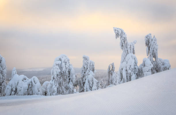 istock Snowy landscape from Sotkamo, Finland. 909254108