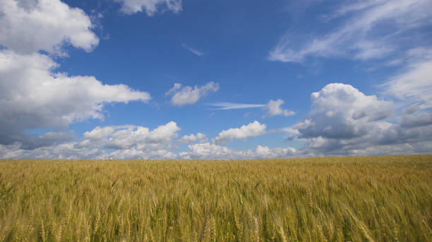 istock Wheat field in the countryside 909255016