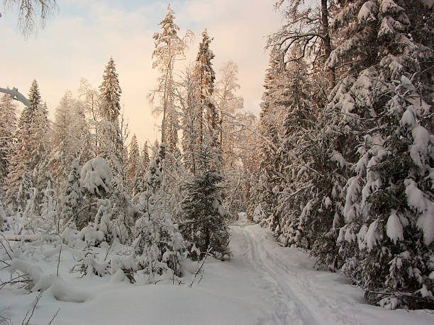 冬の森林ます。サンレイズ - rural scene russia ski track footpath ストックフォトと画像