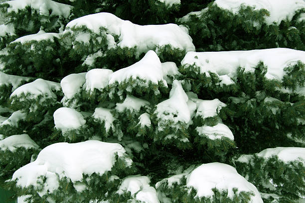 Nieve en Pine textura - foto de stock