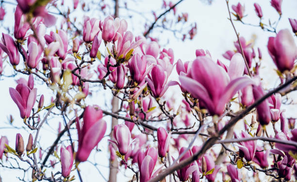 istock Magnolia flower with blurred background. 909258234