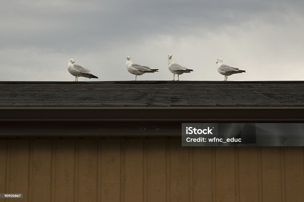 Gaviotas - Foto de stock de Ala de animal libre de derechos