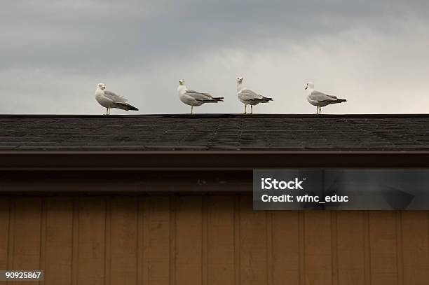 Gaviotas Foto de stock y más banco de imágenes de Ala de animal - Ala de animal, Alto - Descripción física, Animal