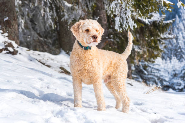 istock Dog playing in the snow 909258918