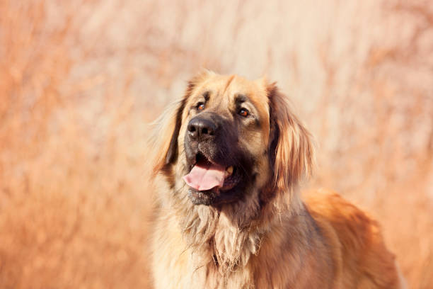 istock Dog leonberger close-up 909258920