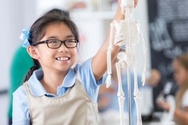 colegiala asiática joven aprende sobre el esqueleto humano en la escuela - anatomy classroom human skeleton student fotografías e imágenes de stock