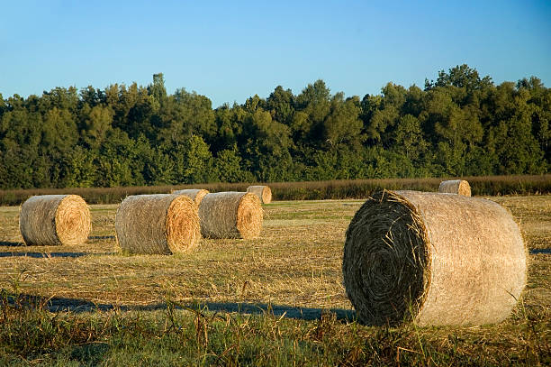 Haybale banido - foto de acervo