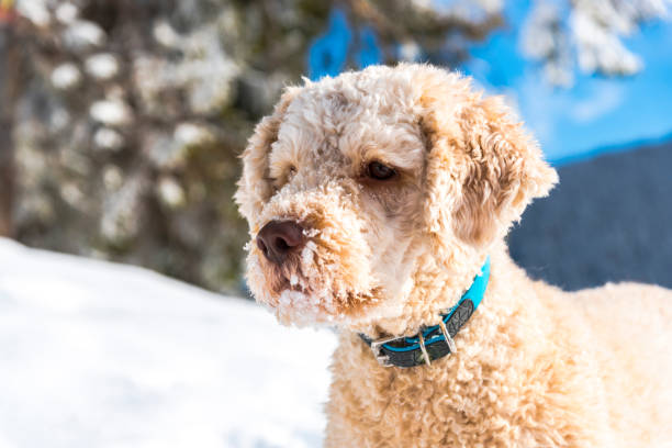 istock Dog playing in the snow 909259026