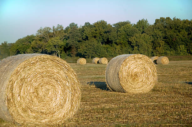 Haybales al atardecer - foto de stock