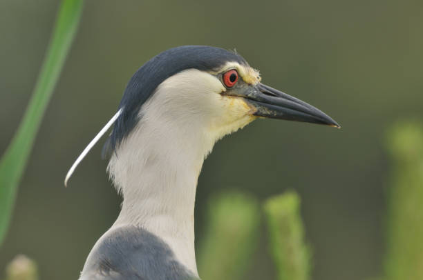 Black crowned night heron (Nycticorax nycticorax) Black crowned night heron (Nycticorax nycticorax) black crowned night heron nycticorax nycticorax stock pictures, royalty-free photos & images