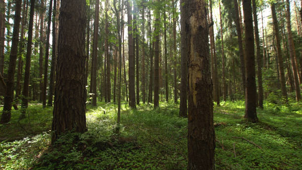 istock Crowns of trees in the forest 909259518