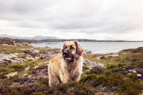 léo chien dans la nature - leonberger photos et images de collection