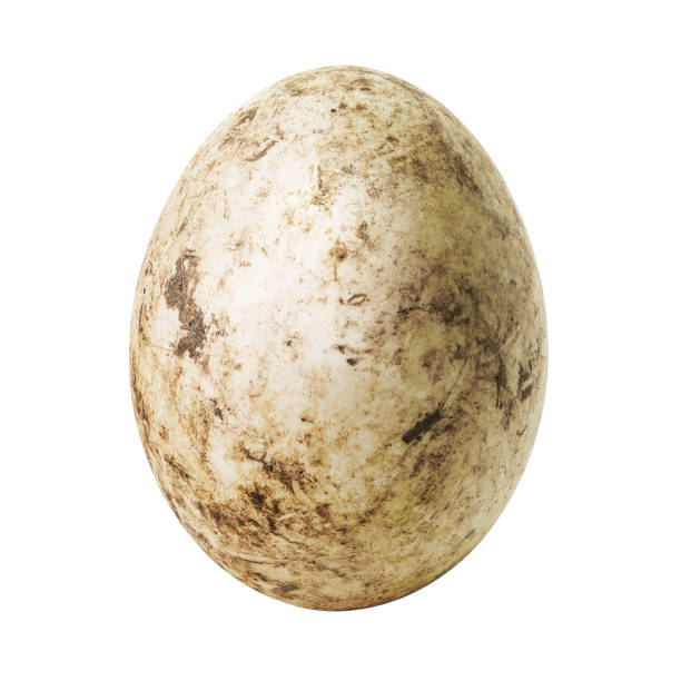 uovo bianco sporco - duck animal egg isolated bird foto e immagini stock