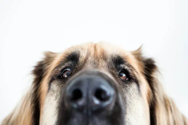 Close-up from a leonberger dog photographed in the studio