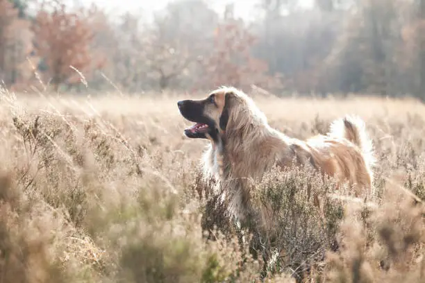 Leonberger dog standing happy in the middle of the marram grass