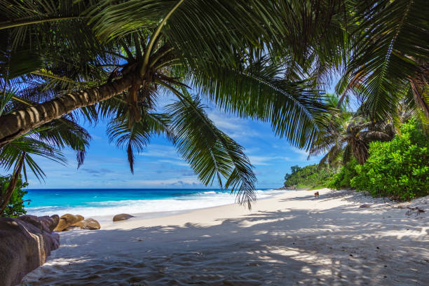 istock beautiful paradise beach, anse bazarca, seychelles 15 909262602