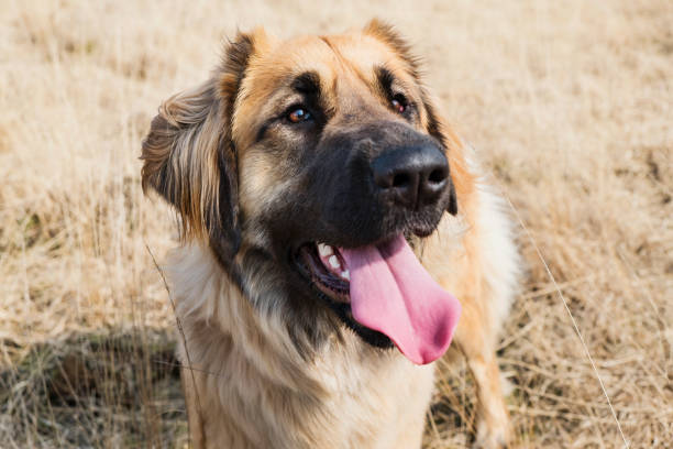 istock Leonberger dog close-up 909262604