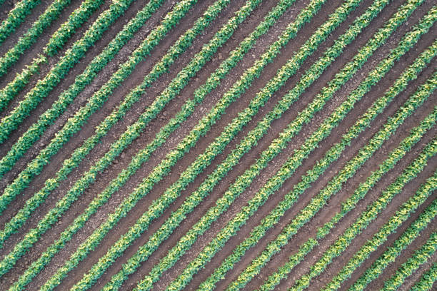istock Abstract image of agricultural field 909262790