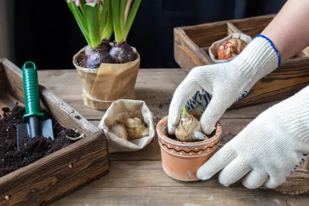 Gardening and planting concept. Woman hands planting hyacinth in ceramic pot. Seedlings garden tools tubers (bulbs) gladiolus and hyacinth flowers pink hyacinth. Toned and processing photo.