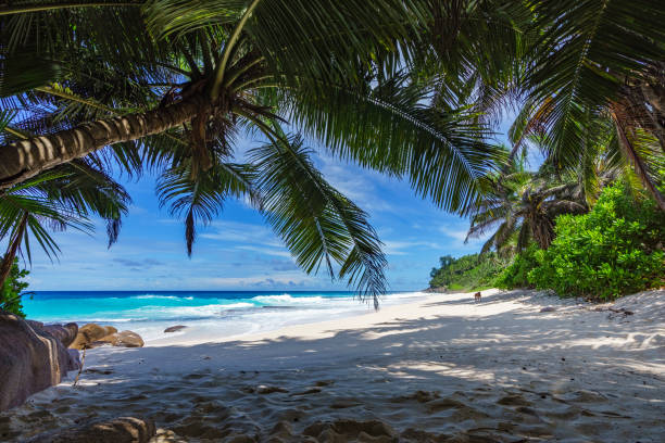 istock beautiful paradise beach, anse bazarca, seychelles 16 909263404