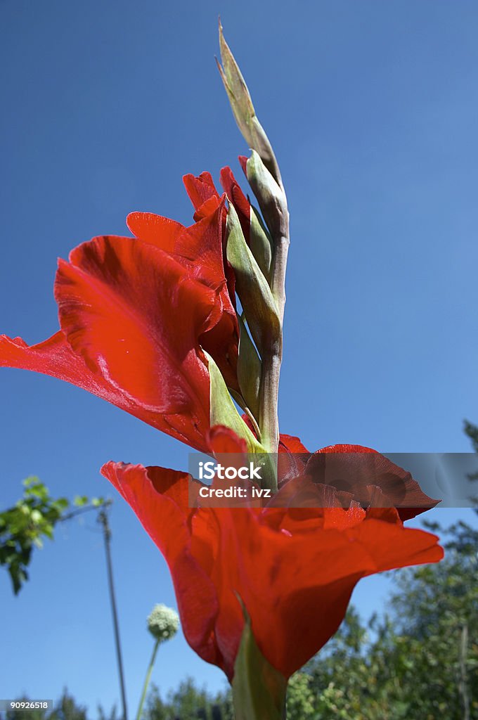 Red Gladiole und blauen Himmel. - Lizenzfrei Baumblüte Stock-Foto