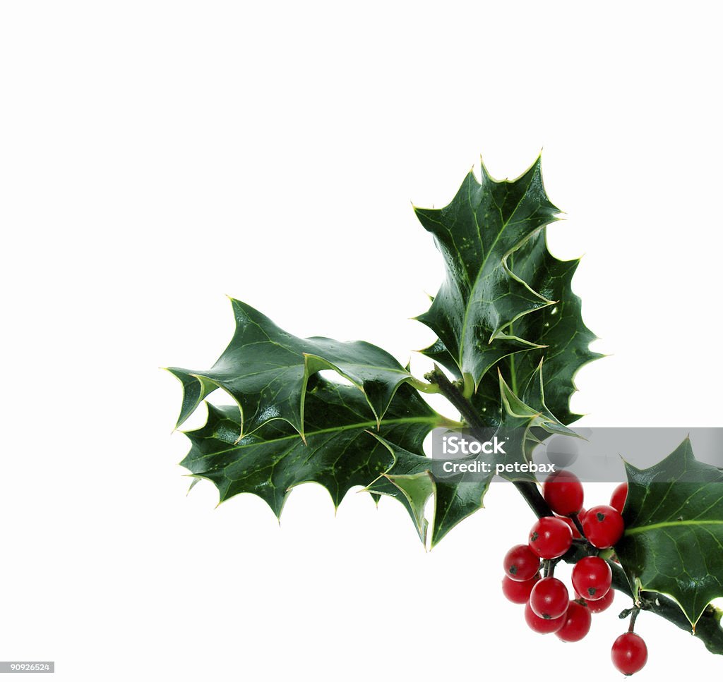 Holly  Berry Stock Photo