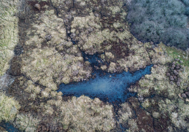 istock Aerial view of swamp area 909265556