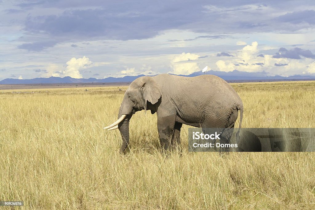 Alte Elefanten-Bull - Lizenzfrei Elefant Stock-Foto
