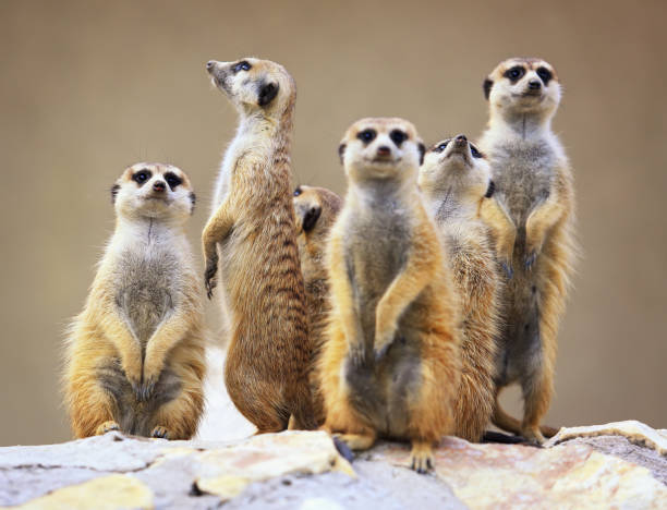 Group of watching surricatas outdoor
